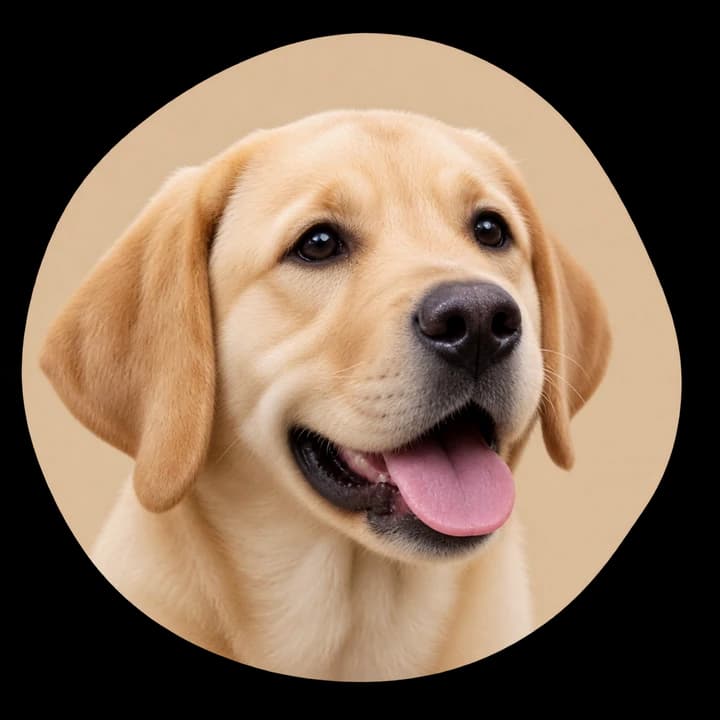 Chiot labrador