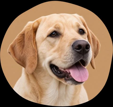 Labrador sur sa tache fauve