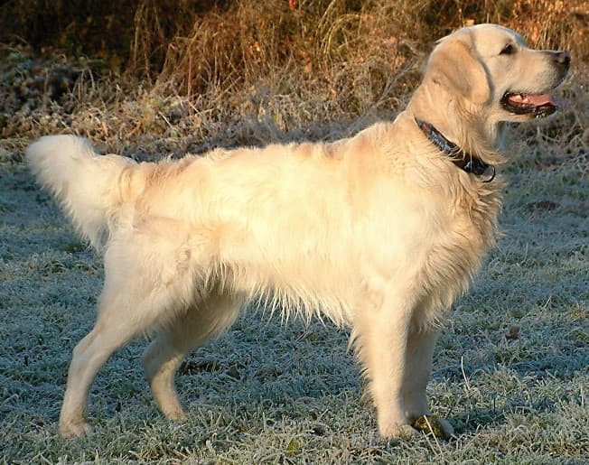 Golden Retriever — photo de la race