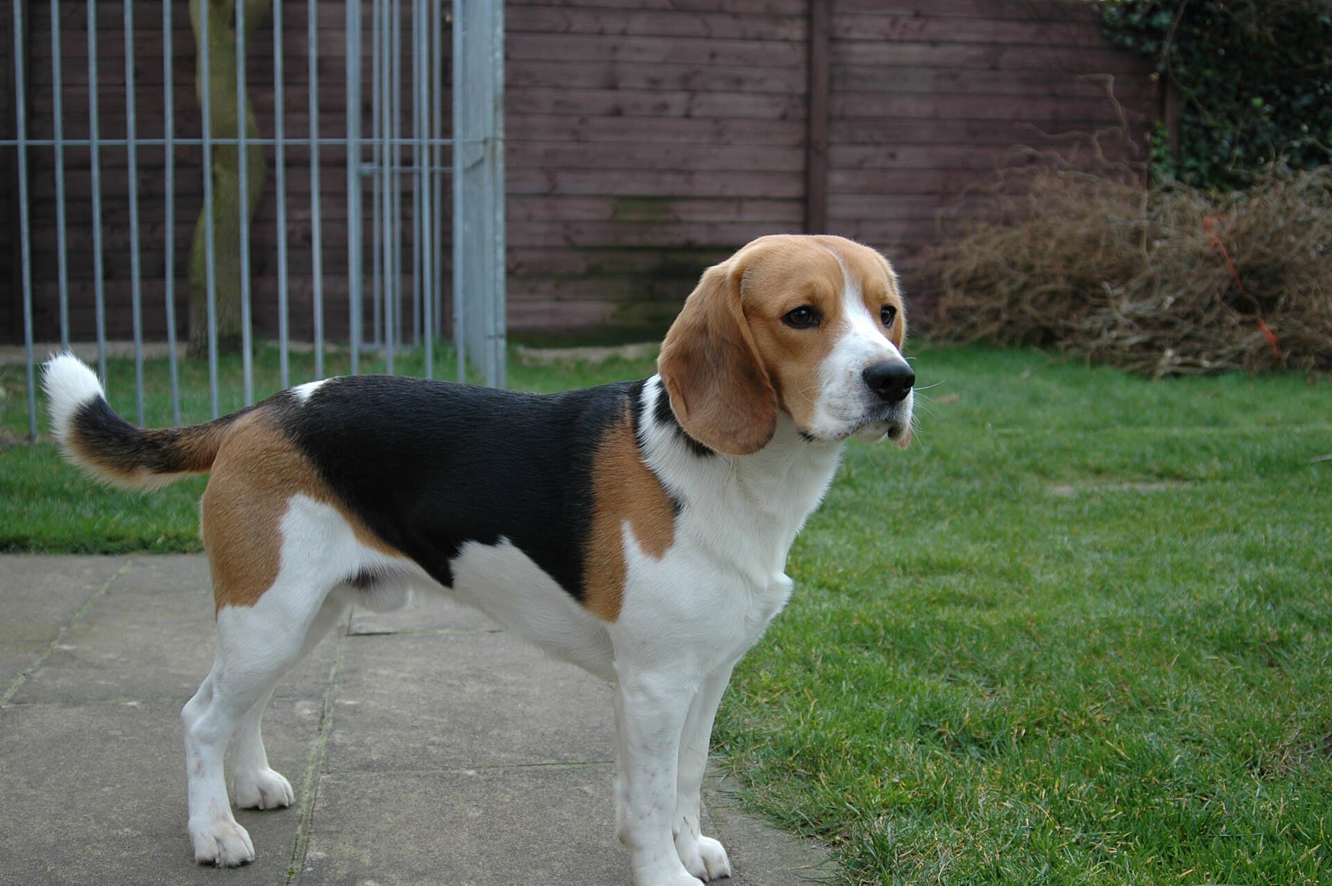 Beagle — photo de la race