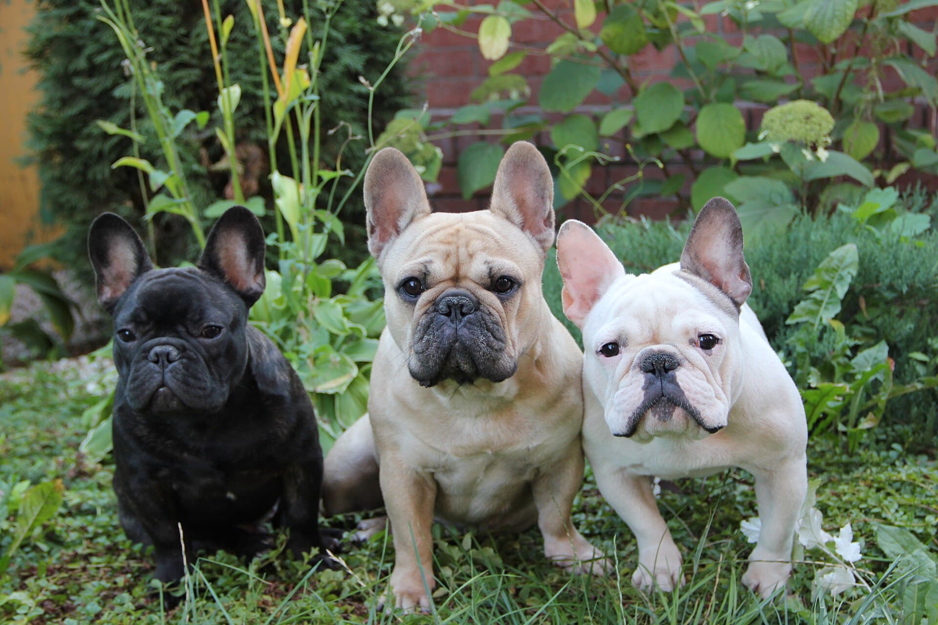 French Bulldog — photo de la race