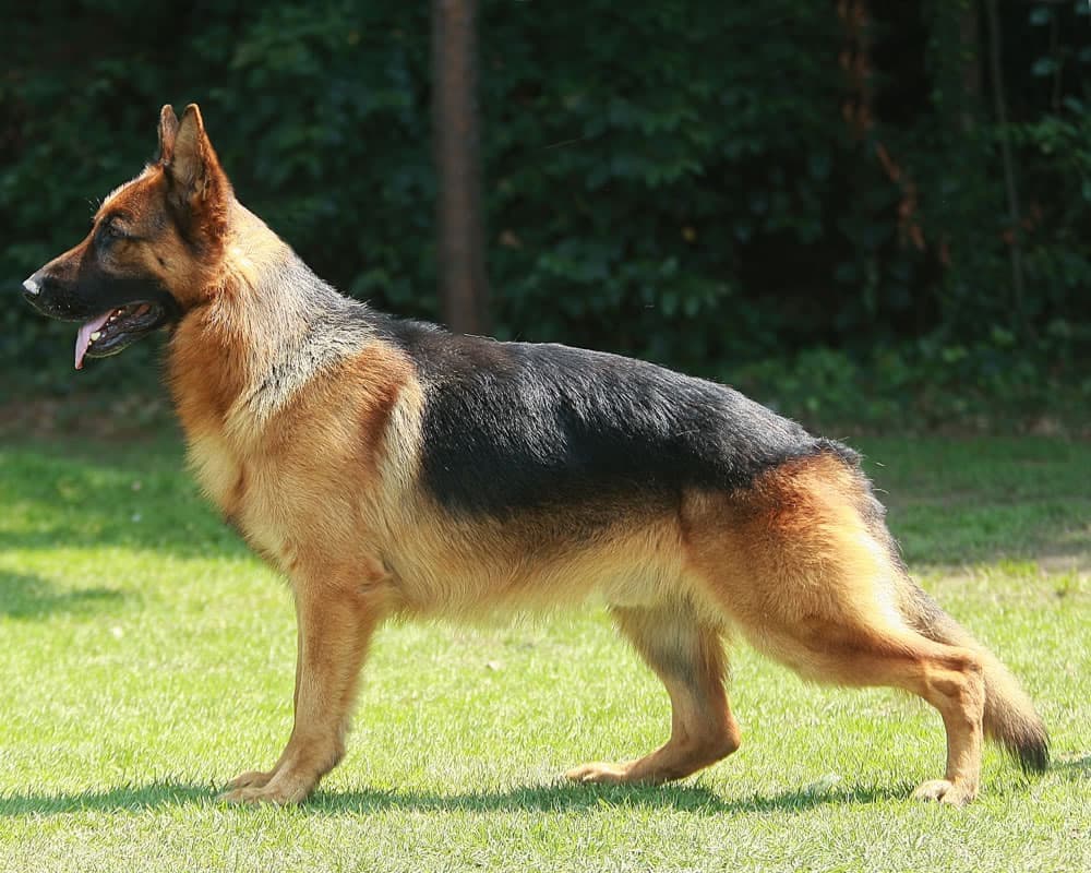 German Shepherd — photo de la race